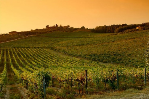 wineyards #italy #tuscany